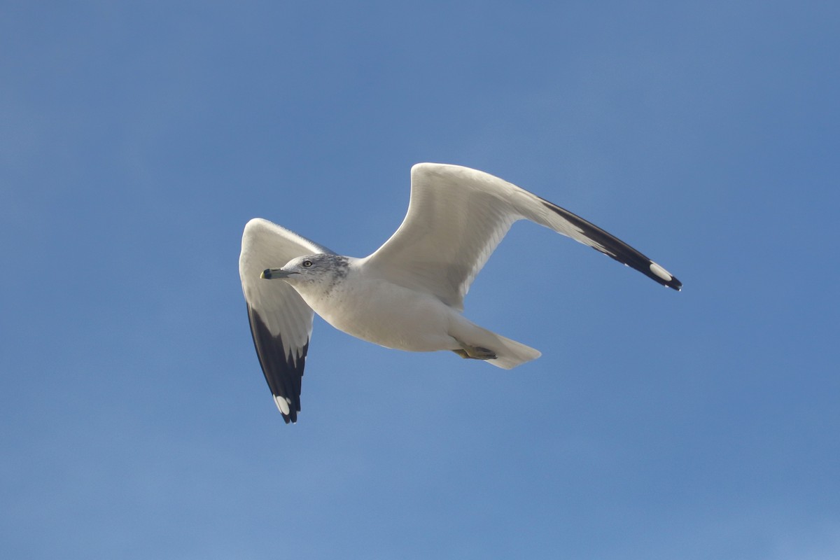 Ring-billed Gull - ML646368933