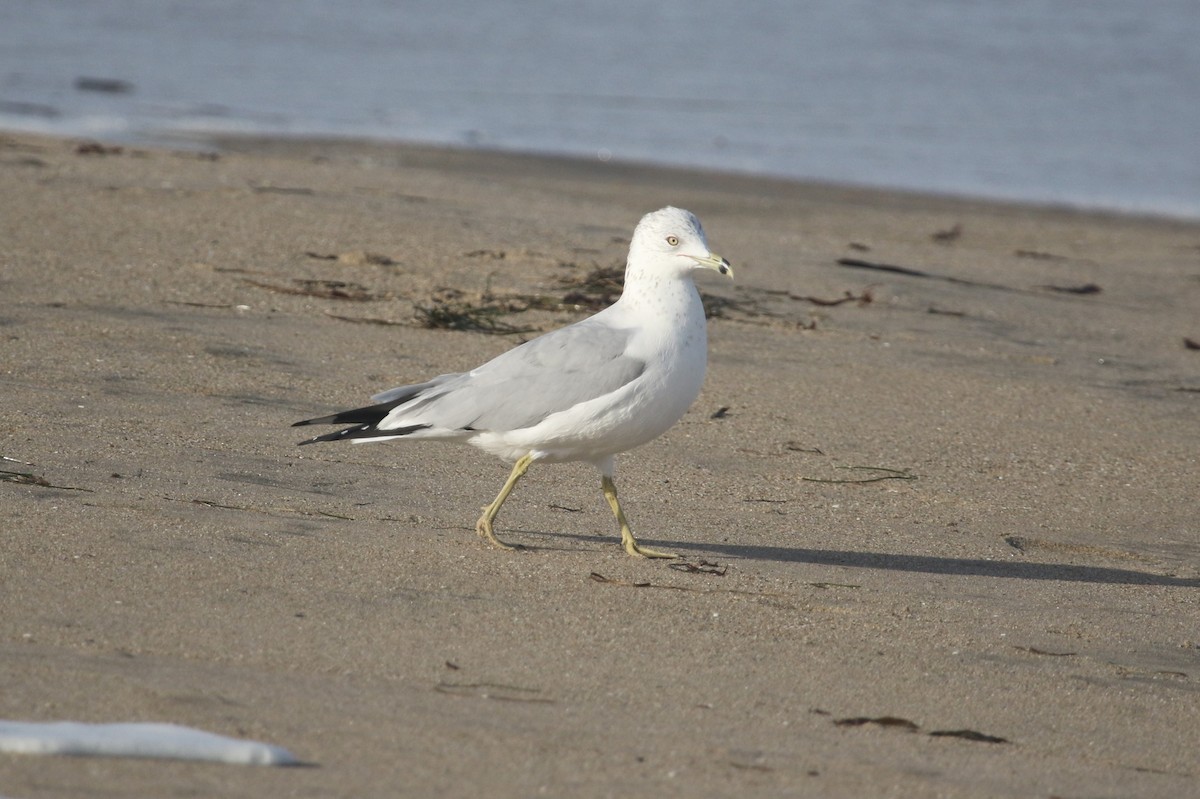 Ring-billed Gull - ML646368934