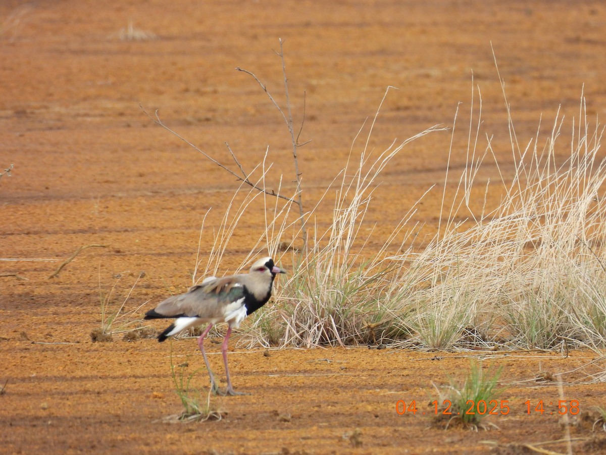 Southern Lapwing - ML646368938