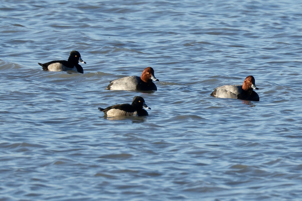 Redhead - ML646368939