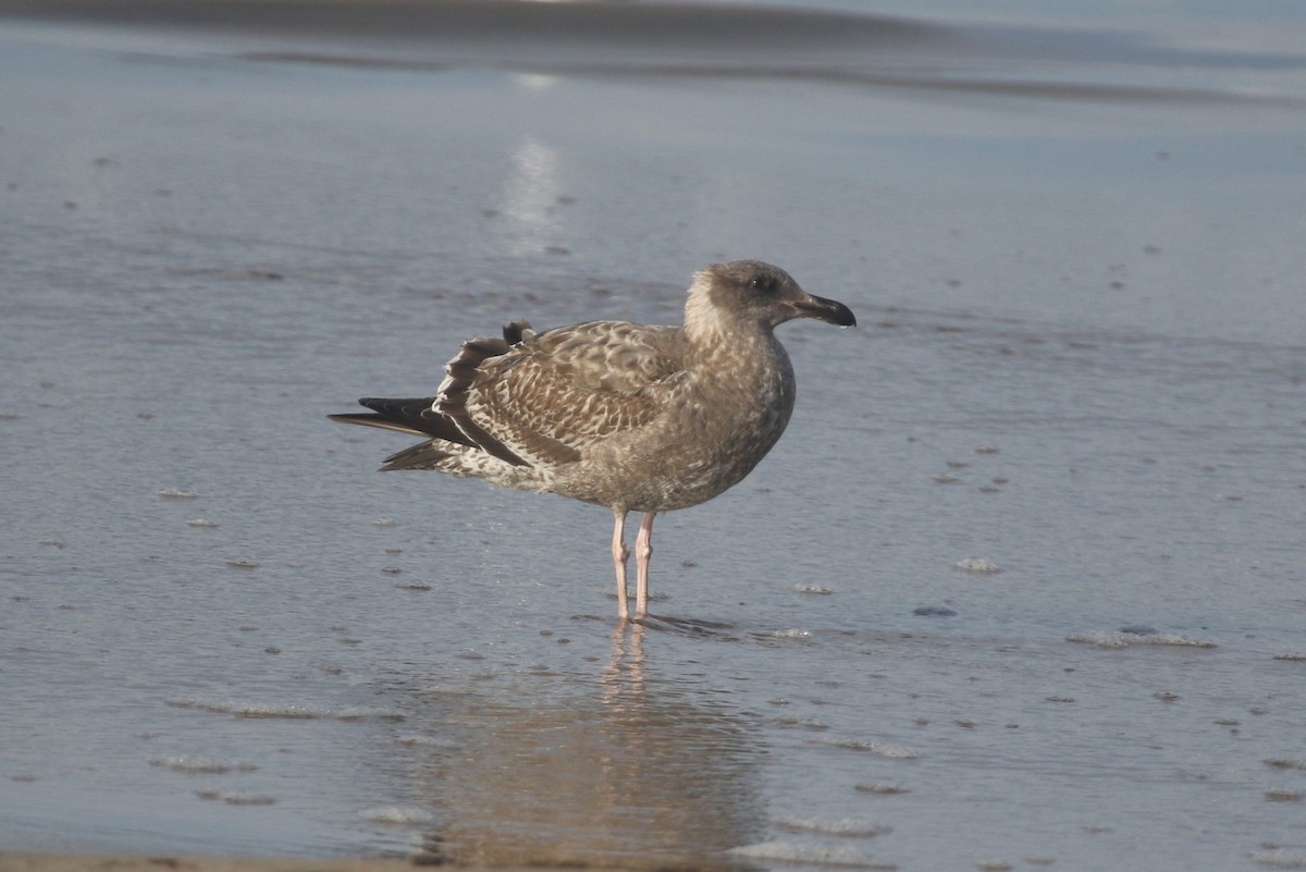 Western Gull - ML646368940
