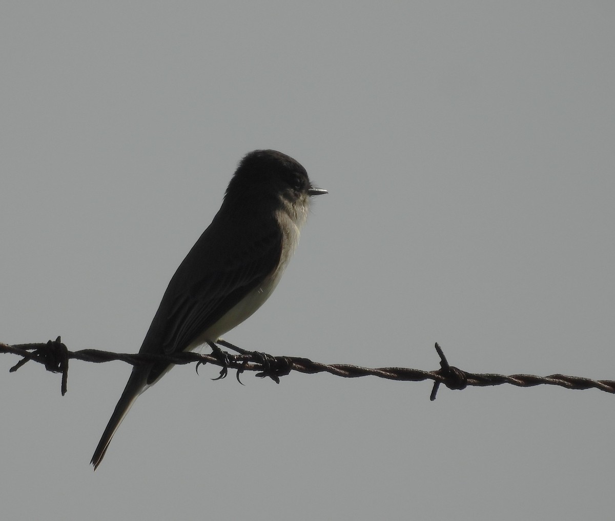 Eastern Phoebe - ML646368941
