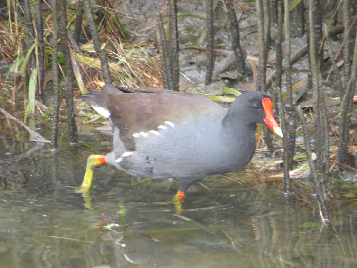 slípka americká - ML646368942