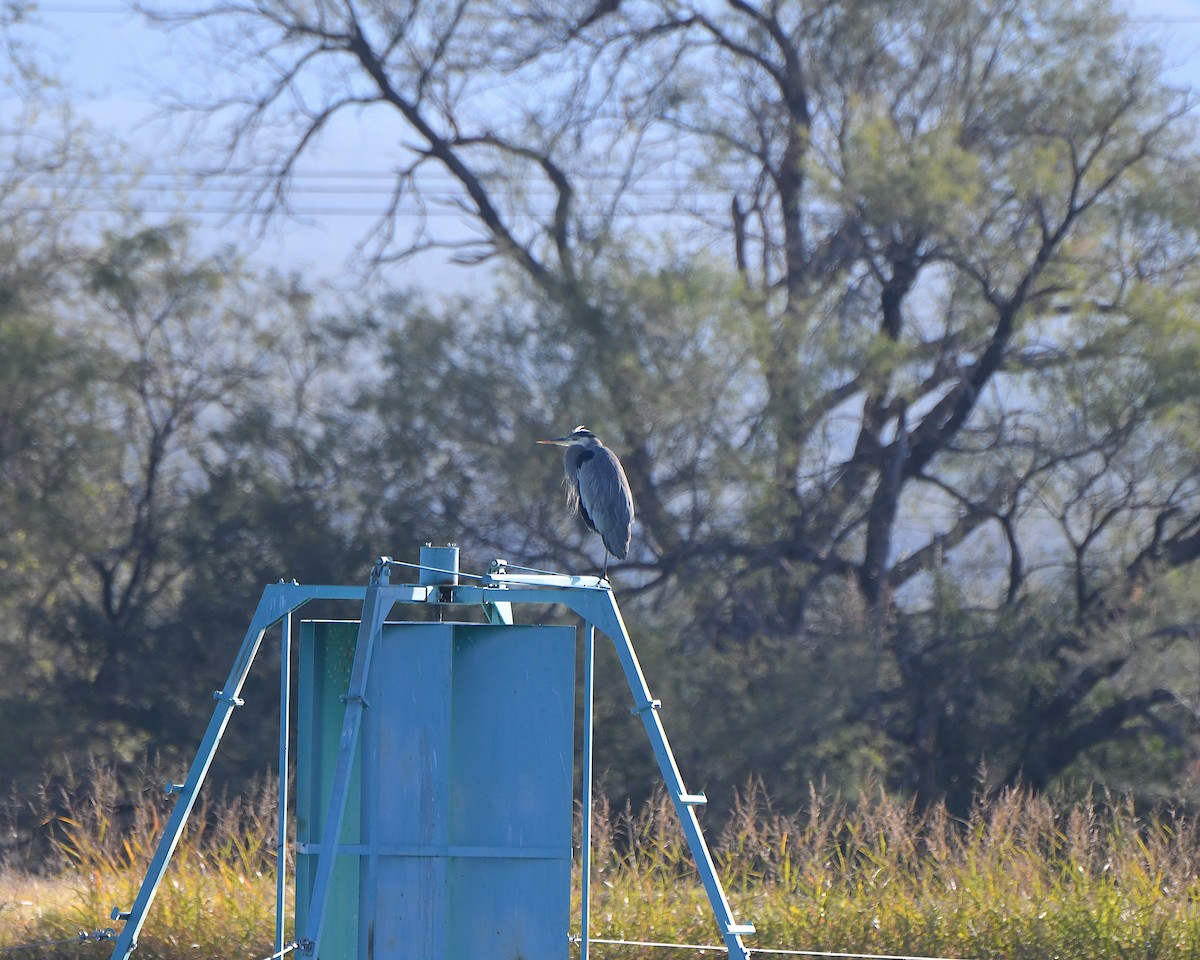 Great Blue Heron - ML646368943