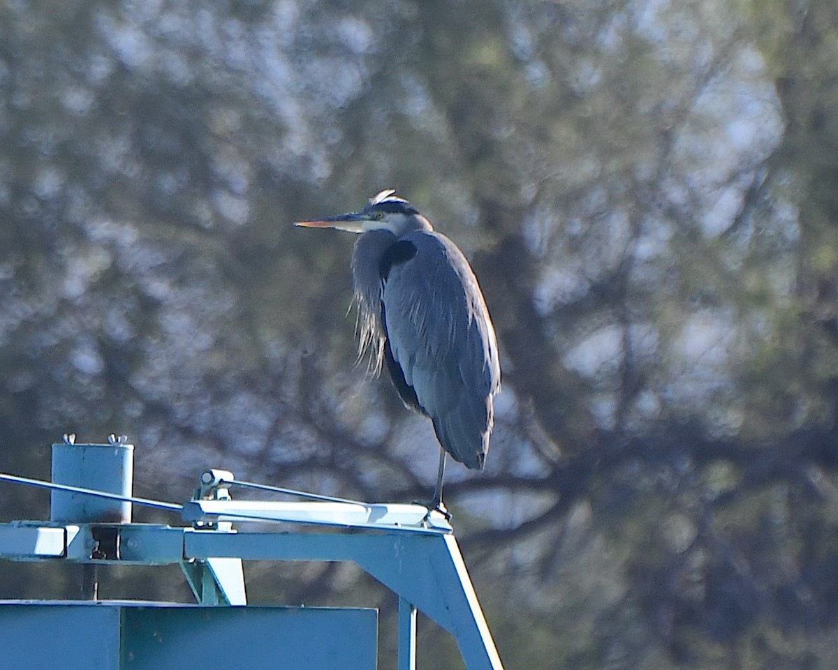 Great Blue Heron - ML646368947