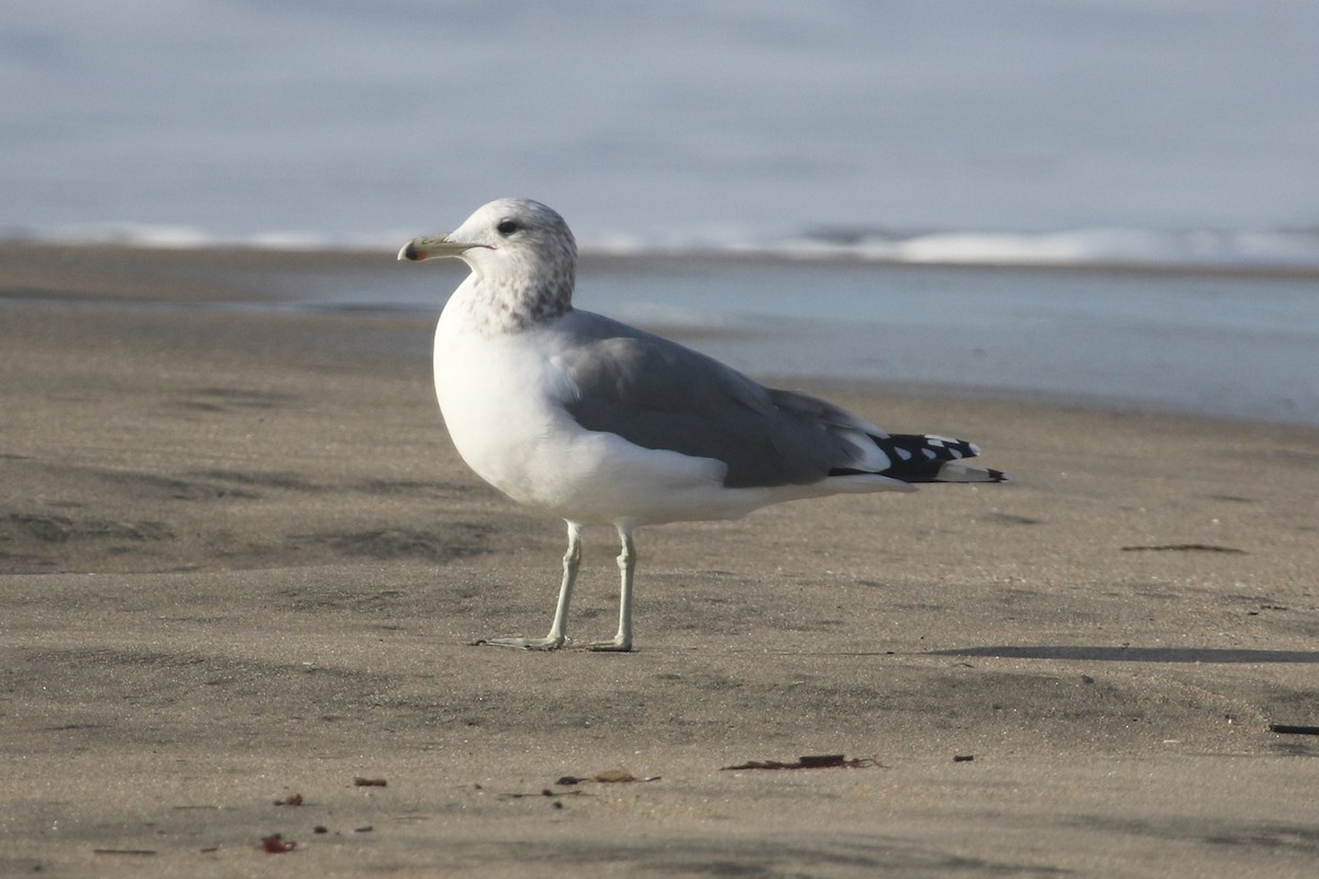 California Gull - ML646368948