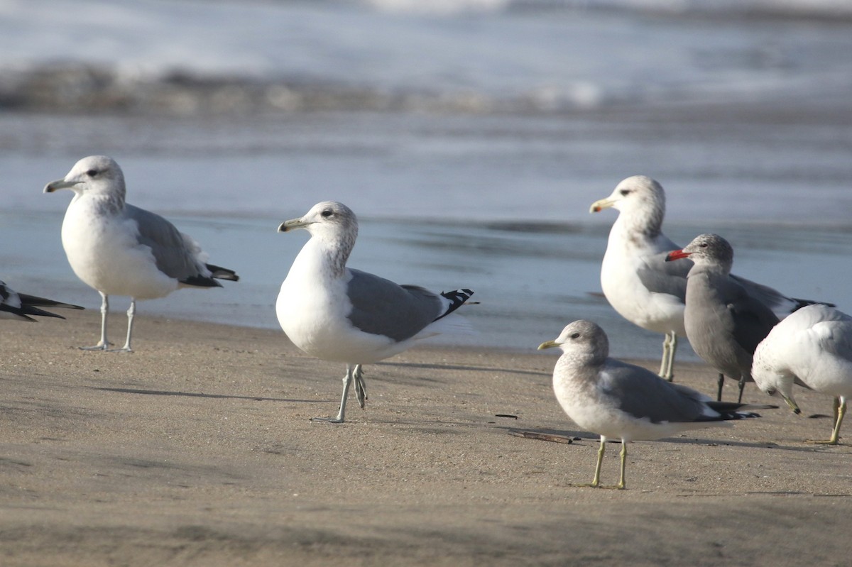 California Gull - ML646368949