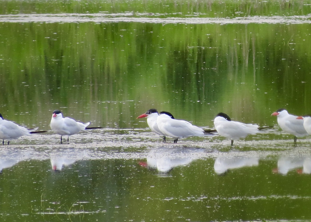 裏海燕鷗 - ML646368950