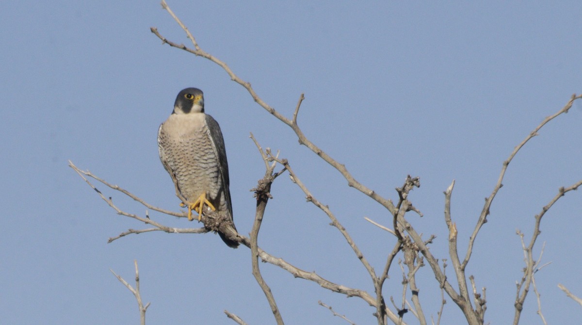 Peregrine Falcon - ML646368951