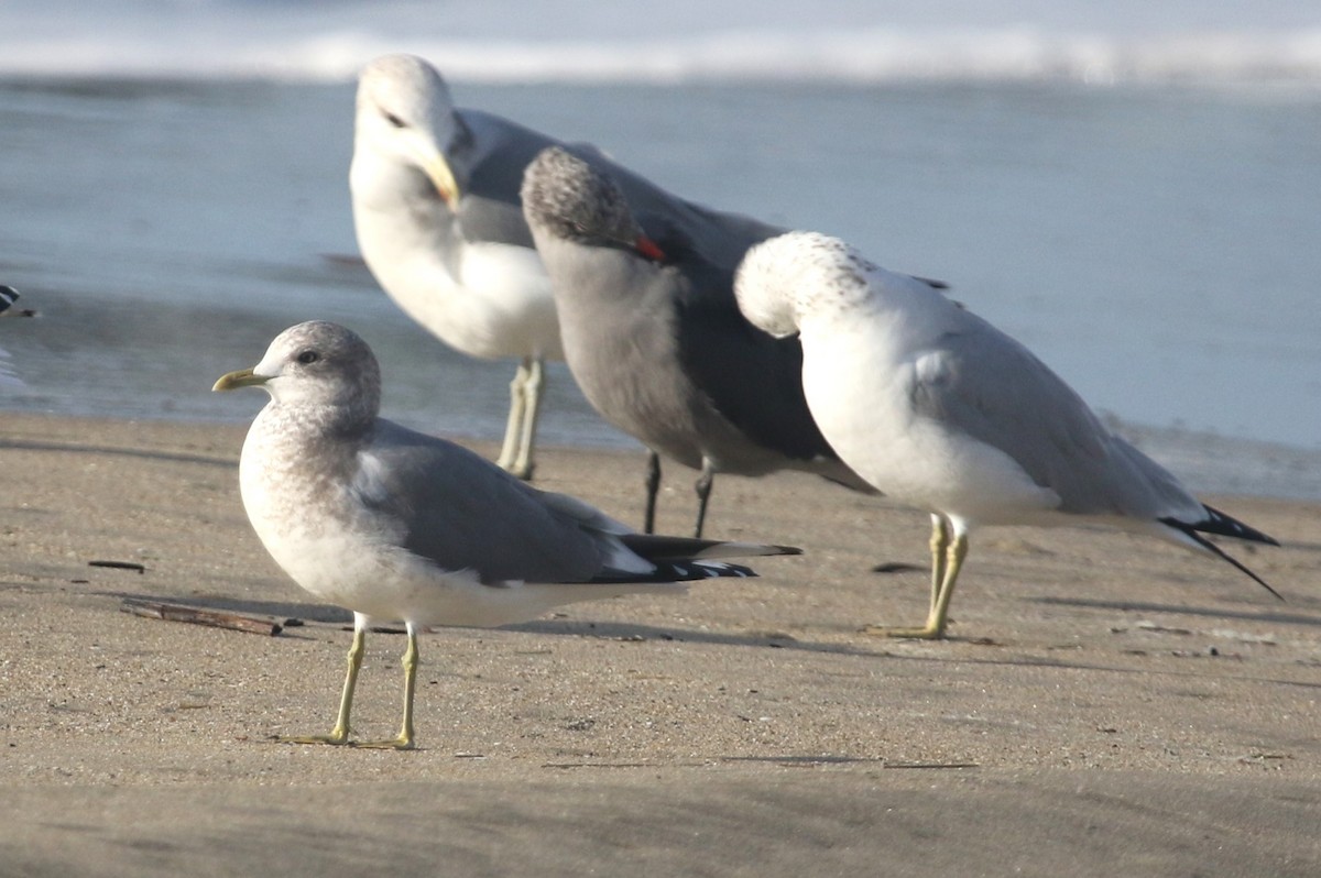 Short-billed Gull - ML646368954