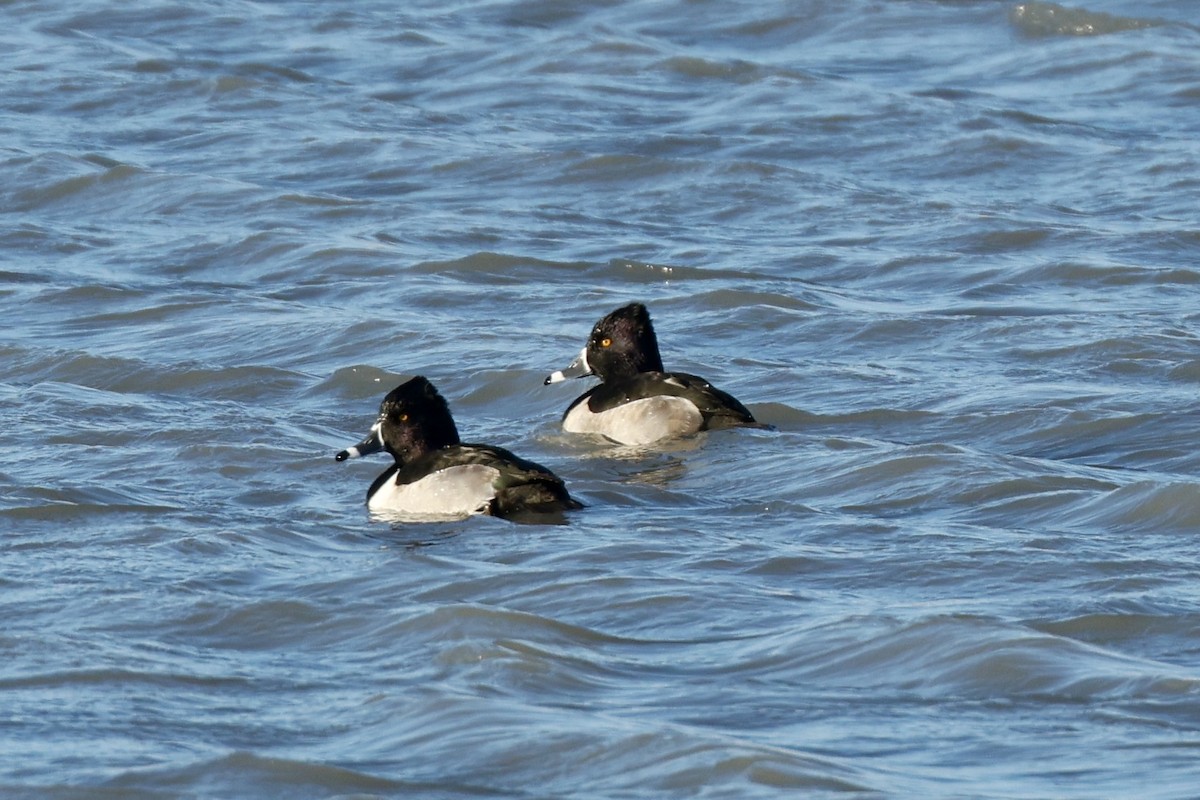 Ring-necked Duck - ML646368955