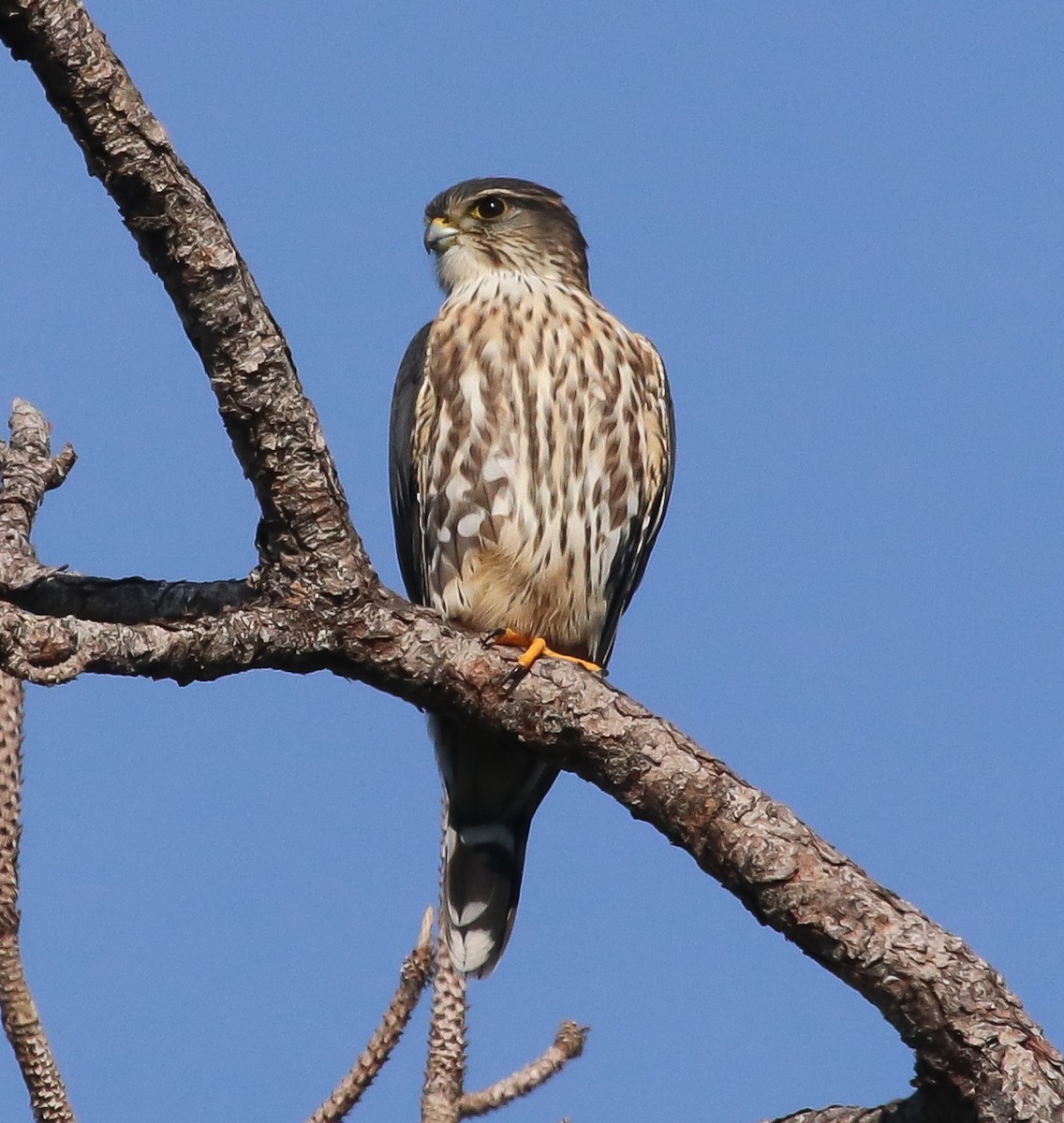 Merlin - ML646368956