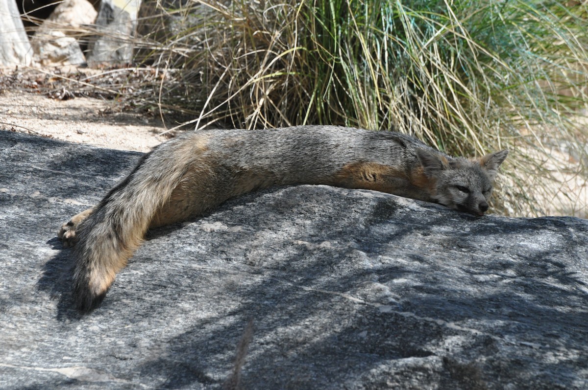 Arizona Gray Fox - ML646368957