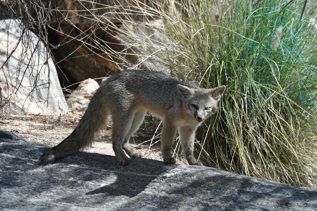 Arizona Gray Fox - ML646368958