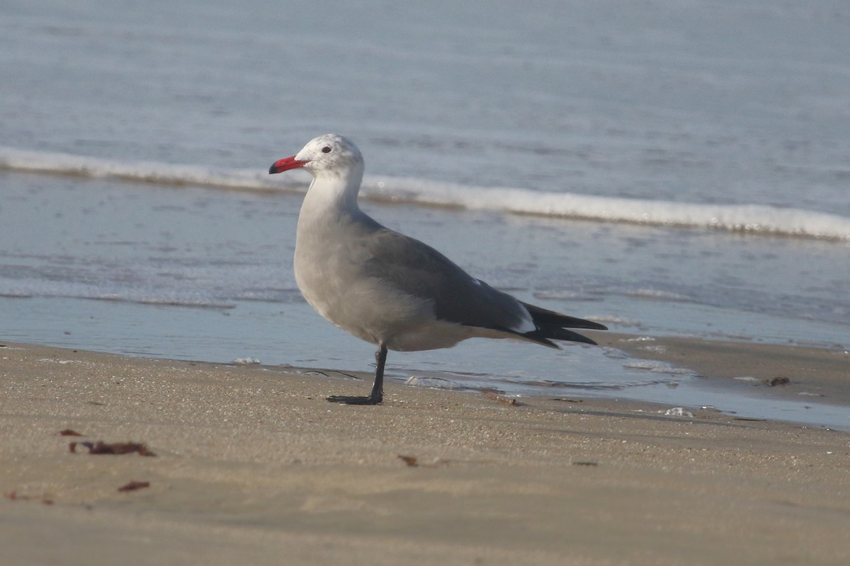 Heermann's Gull - ML646368959