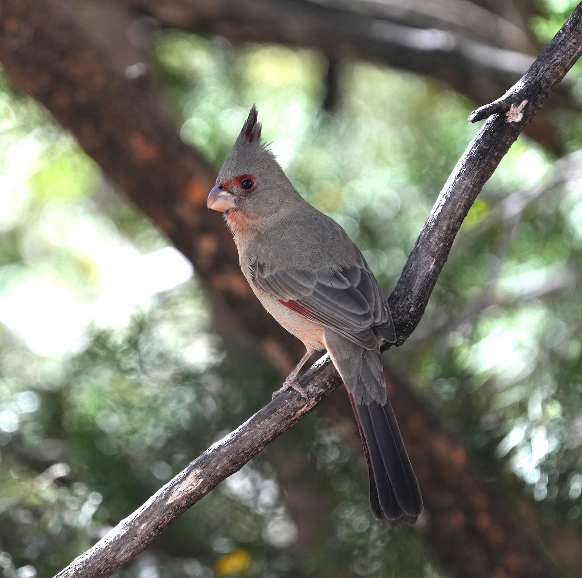 Pyrrhuloxia - ML646368960