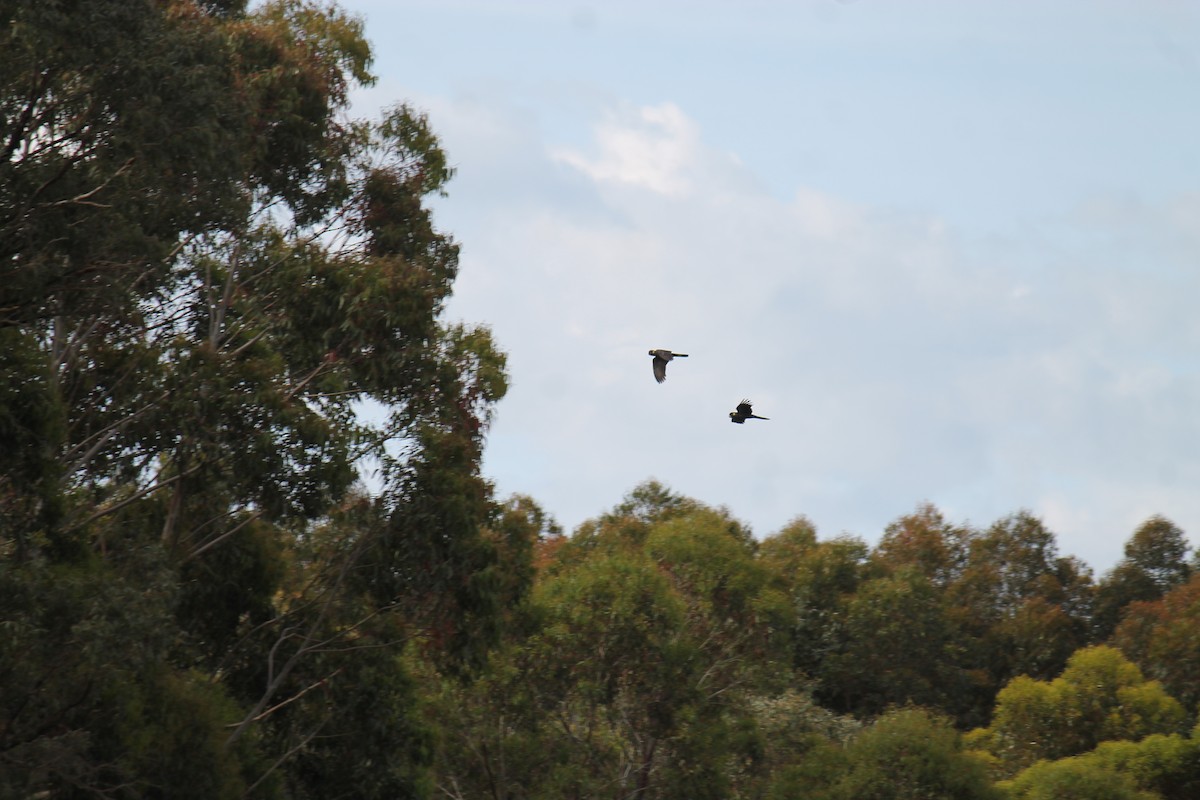 kakadu černý - ML646368961