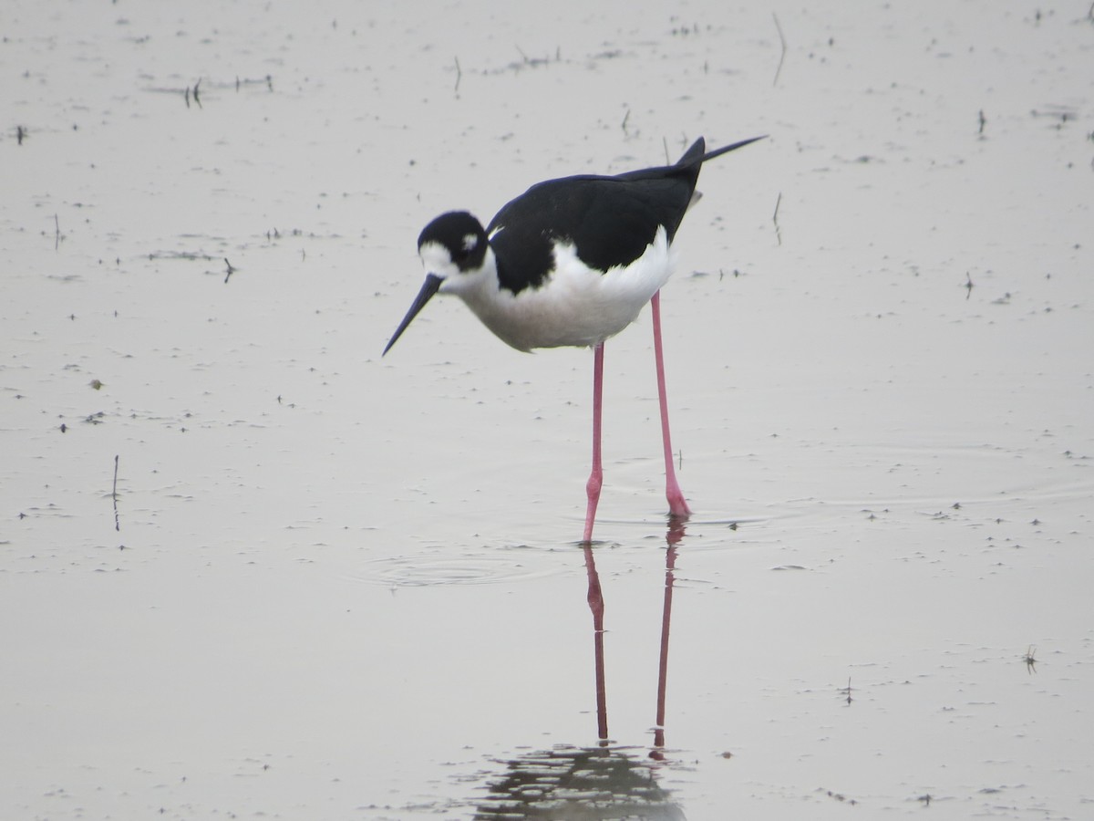 Black-necked Stilt - ML646368963