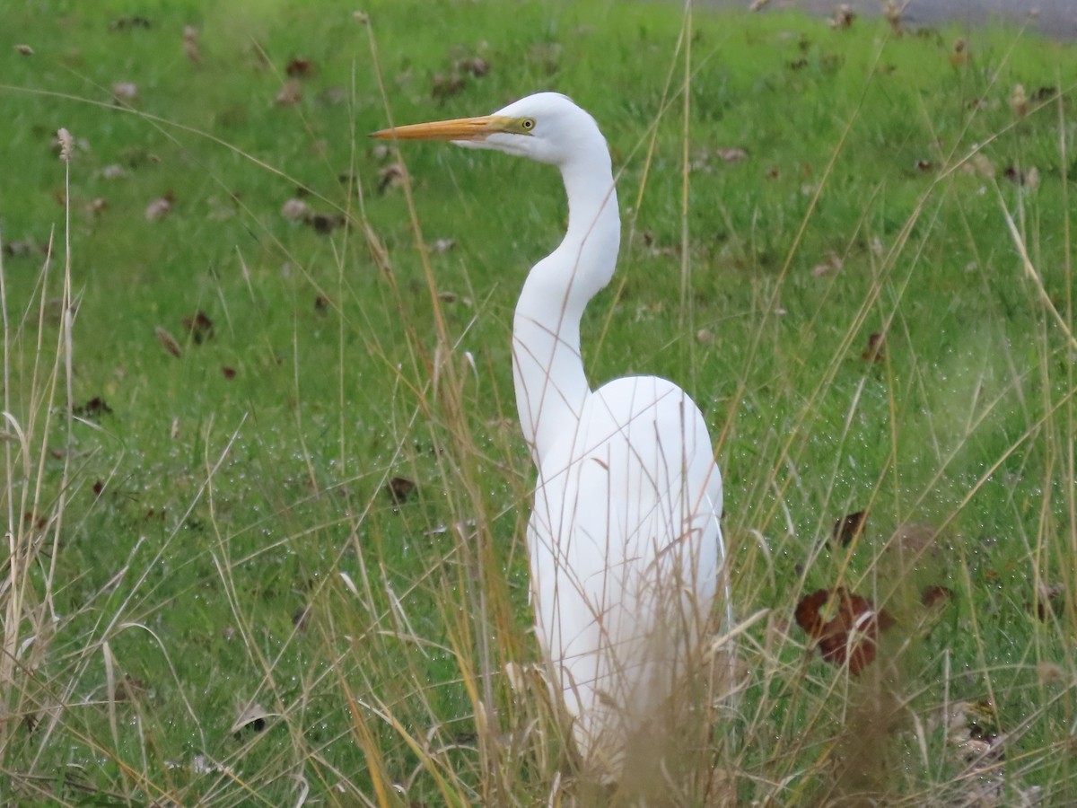 Great Egret - ML646368964