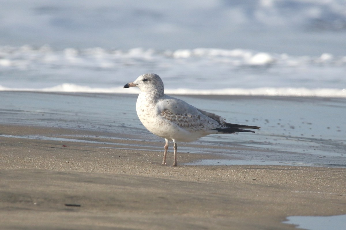 Ring-billed Gull - ML646368965