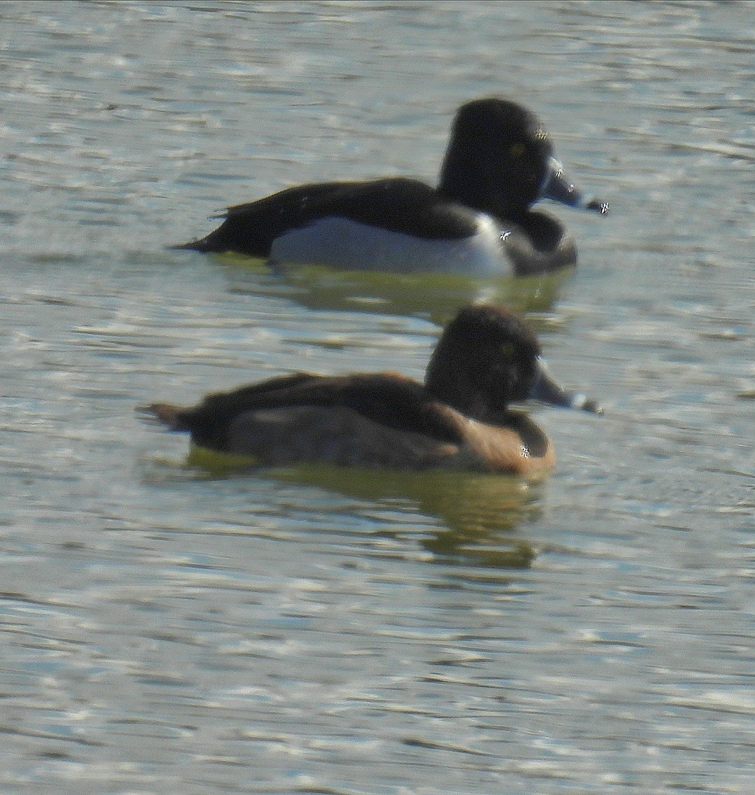 polák proužkozobý - ML646368966