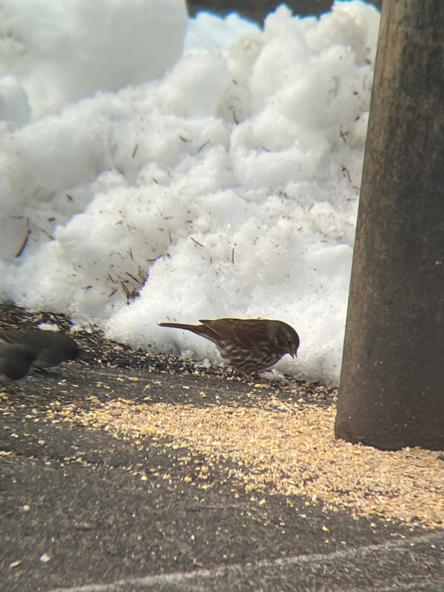 strnadec kaštanový (ssp. iliaca/zaboria) - ML646368968