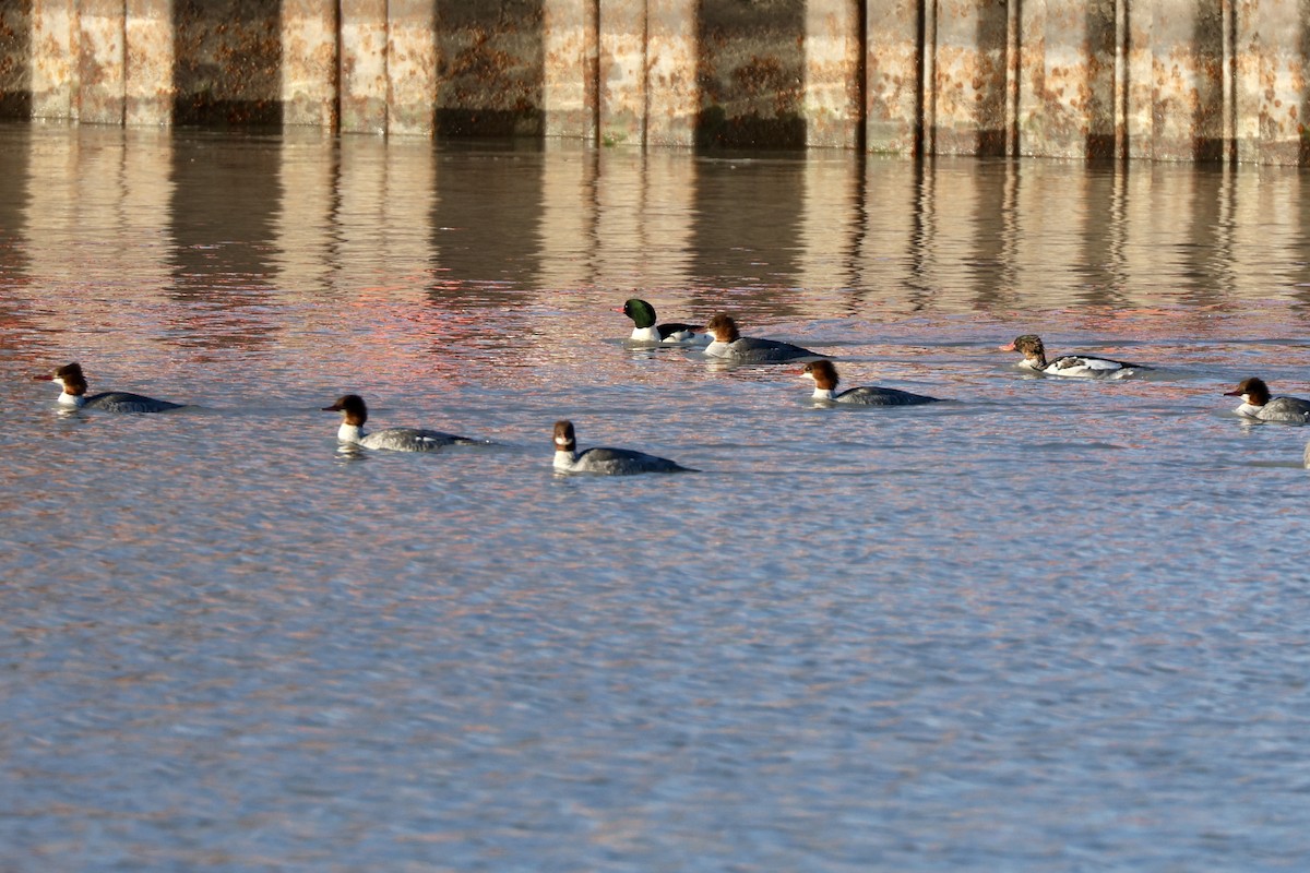 morčák velký - ML646368969