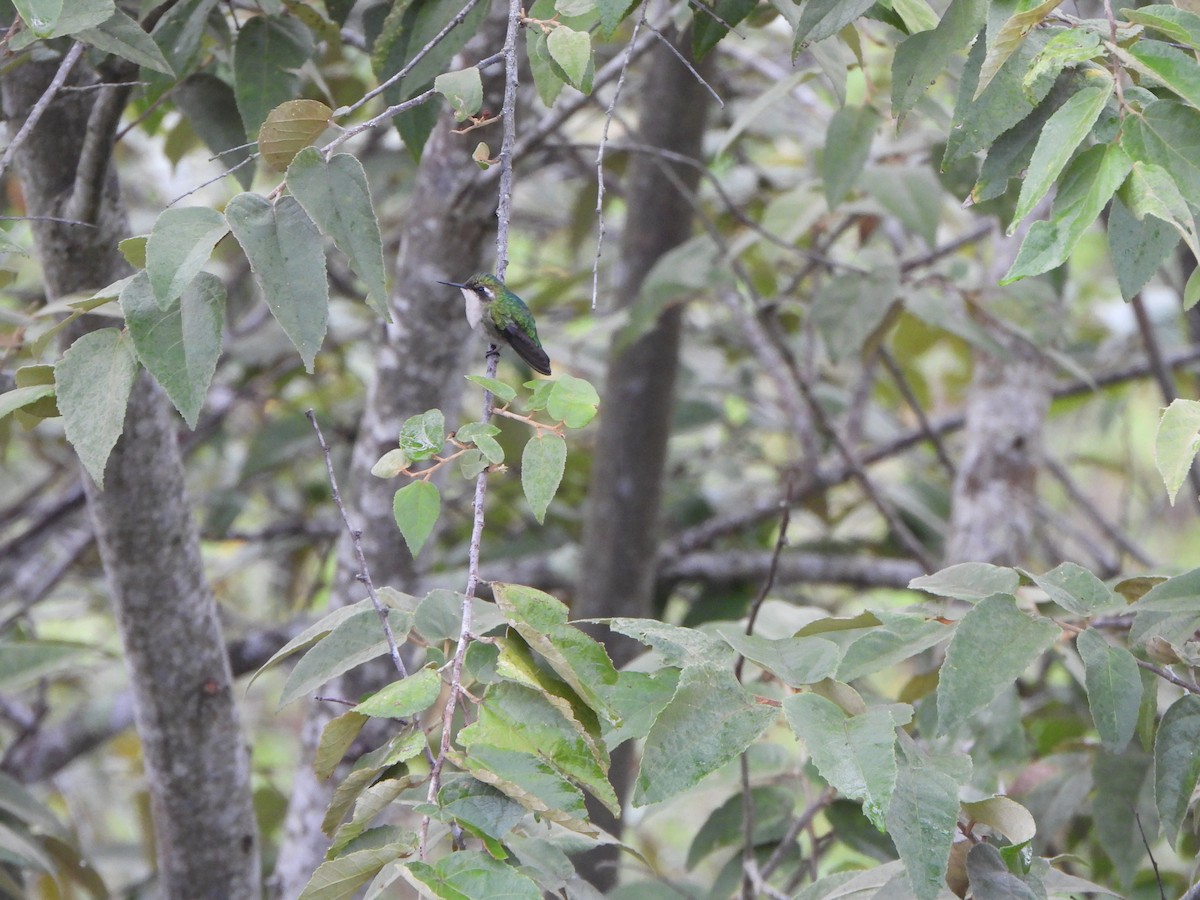 kolibřík blýskavý - ML646368970