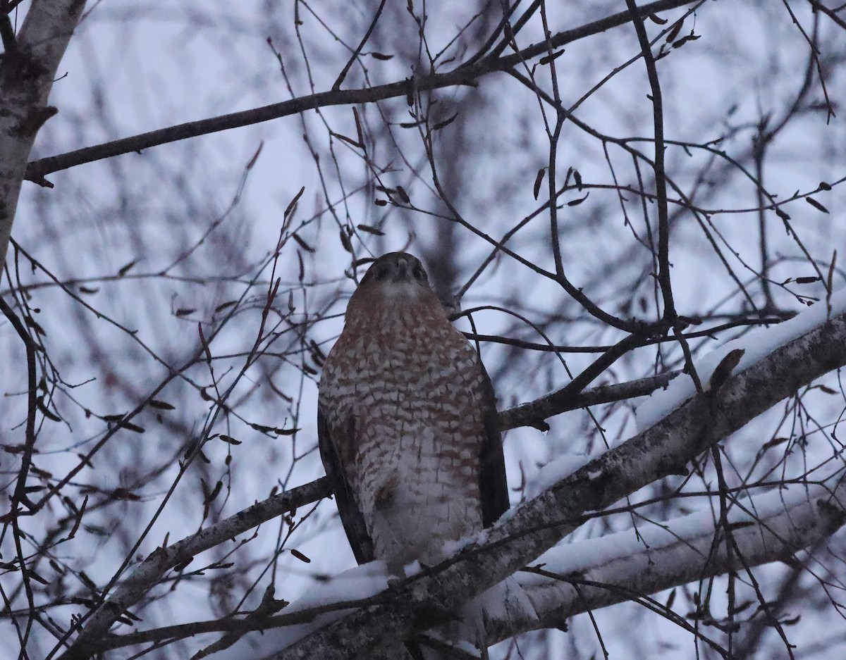 jestřáb americký - ML646368974