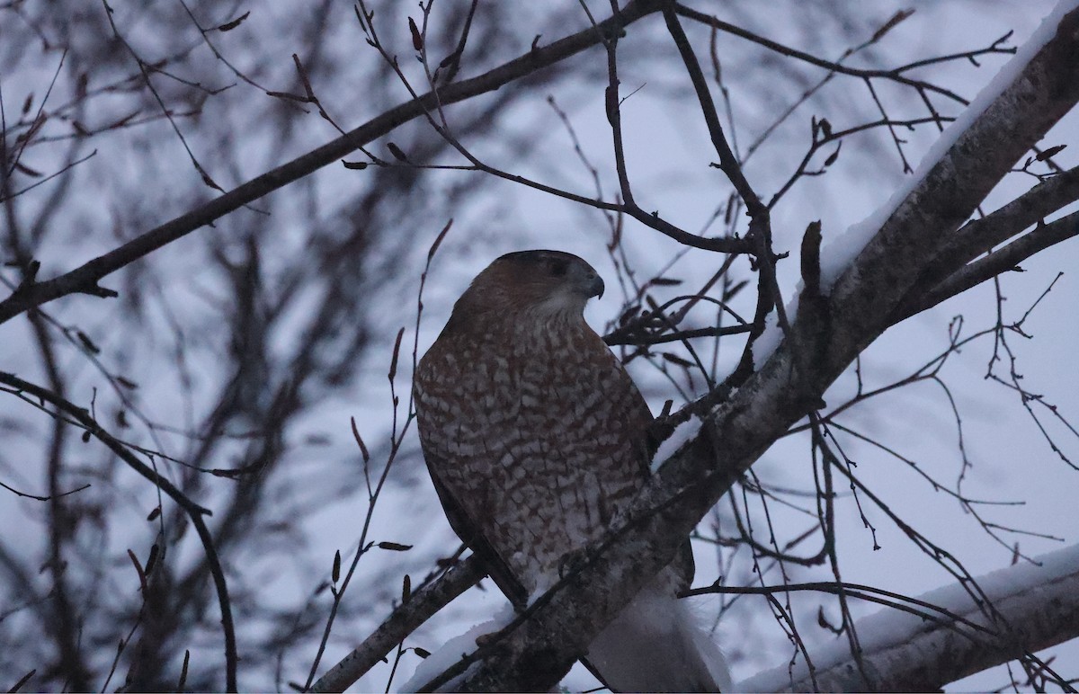 jestřáb americký - ML646368976