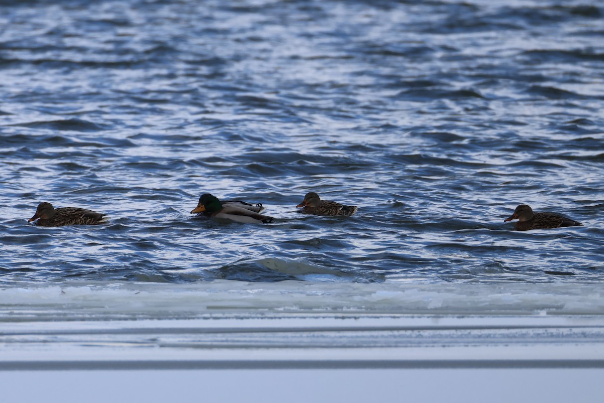 kachna divoká - ML646368978