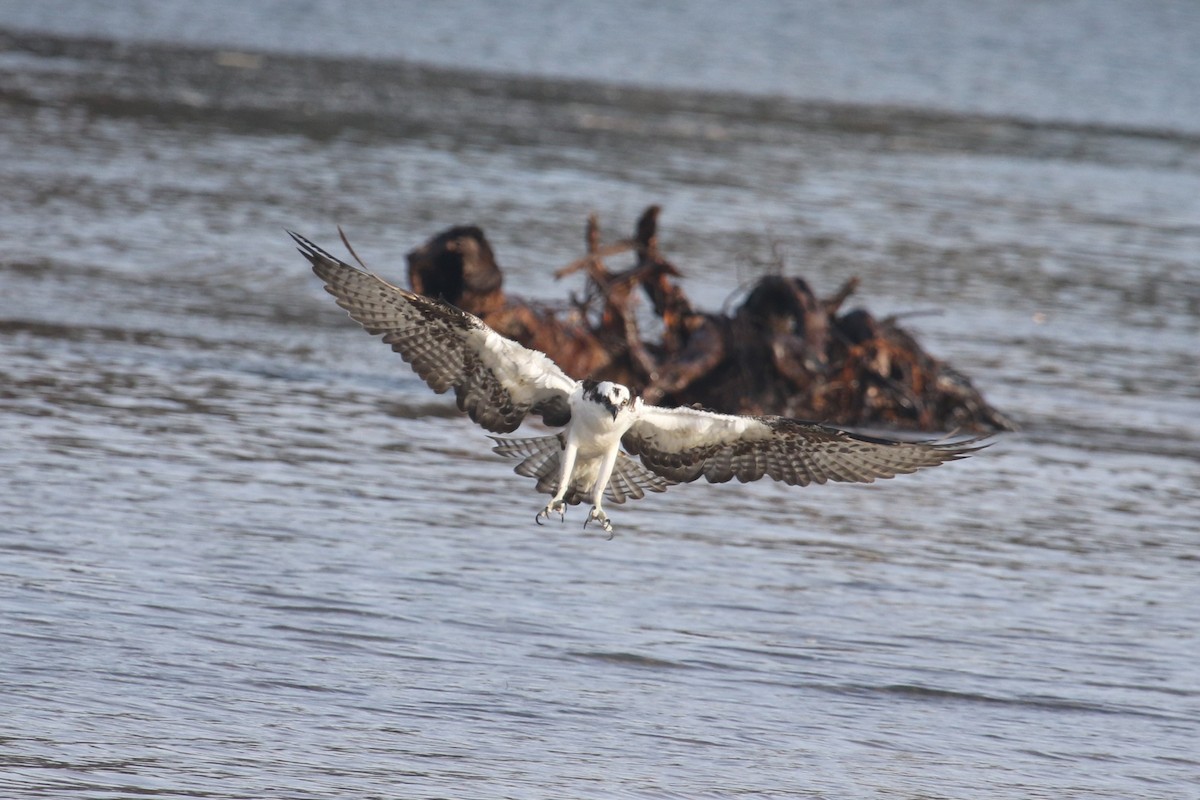 orlovec říční - ML646368979