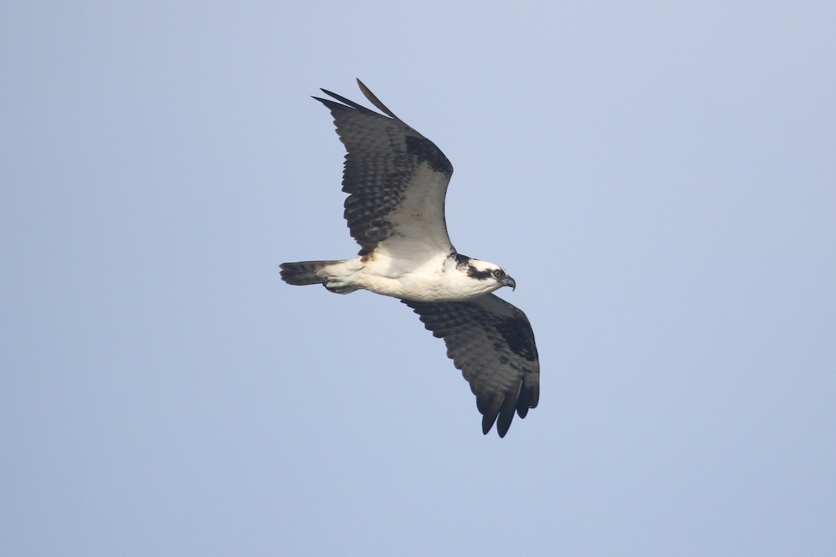 orlovec říční - ML646368980