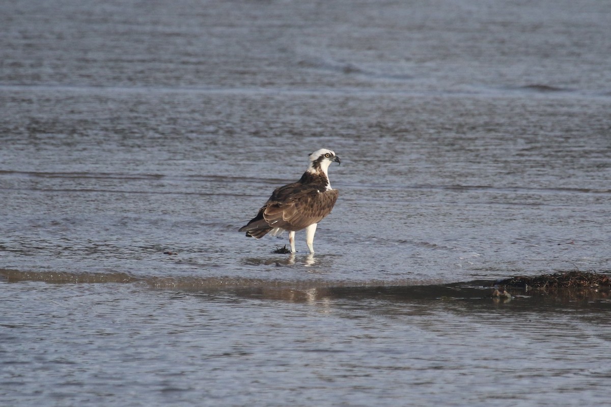 orlovec říční - ML646368981