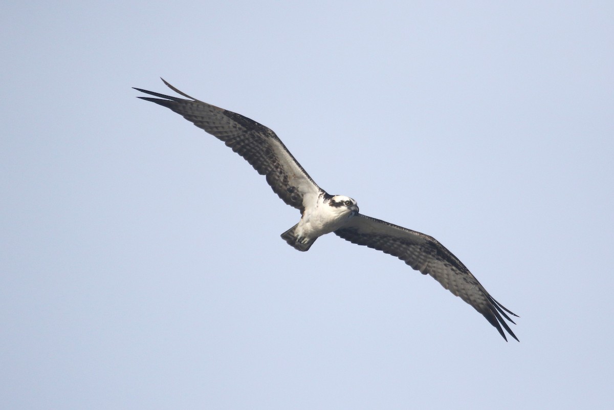 orlovec říční - ML646368982