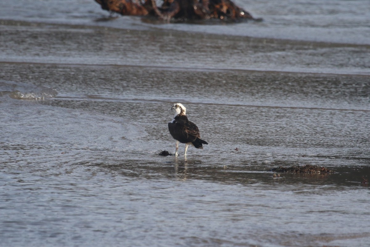 orlovec říční - ML646368983