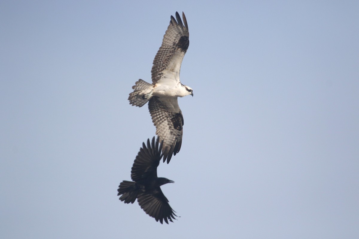 orlovec říční - ML646368984