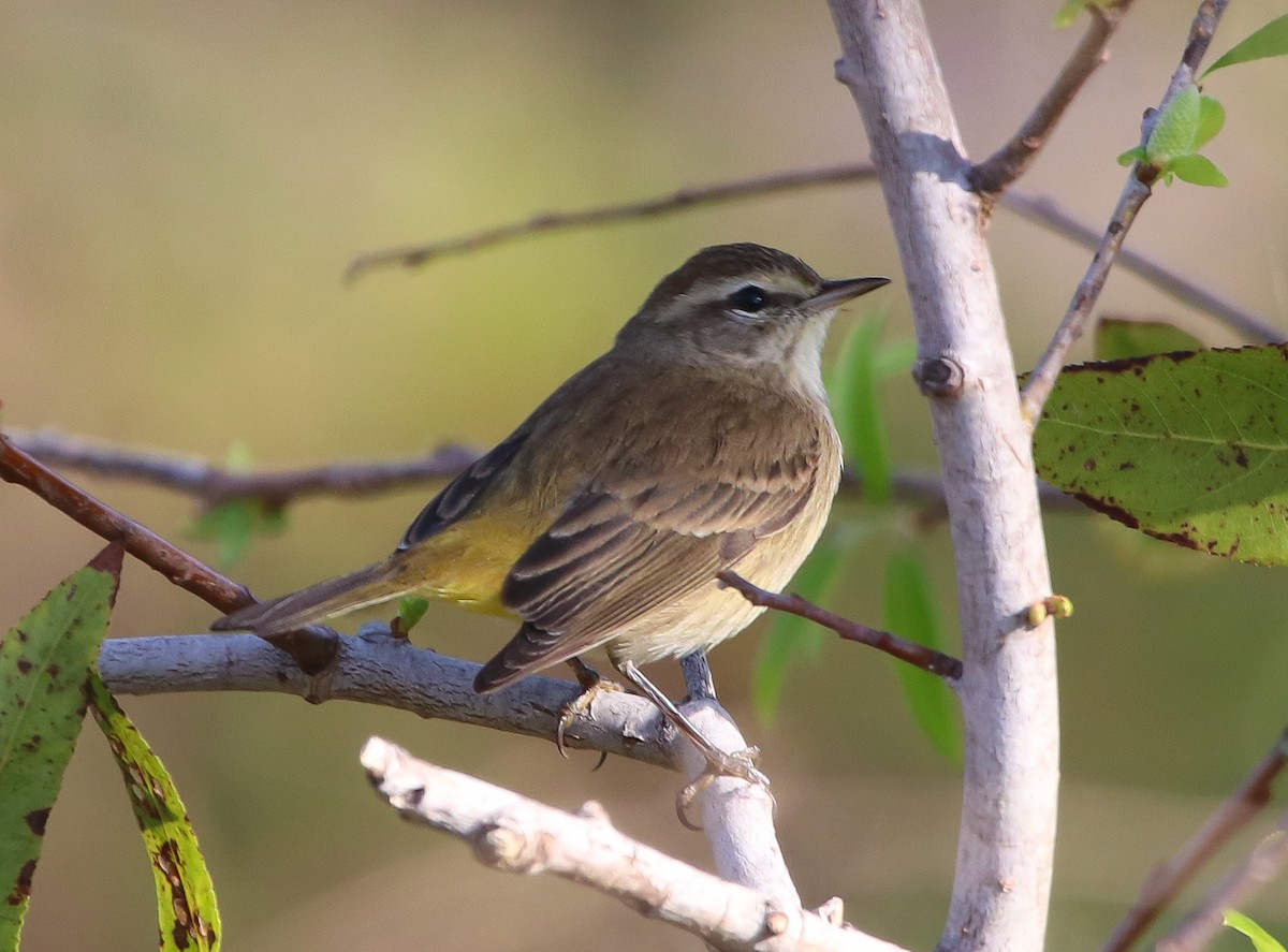 lesňáček bažinný - ML646368985