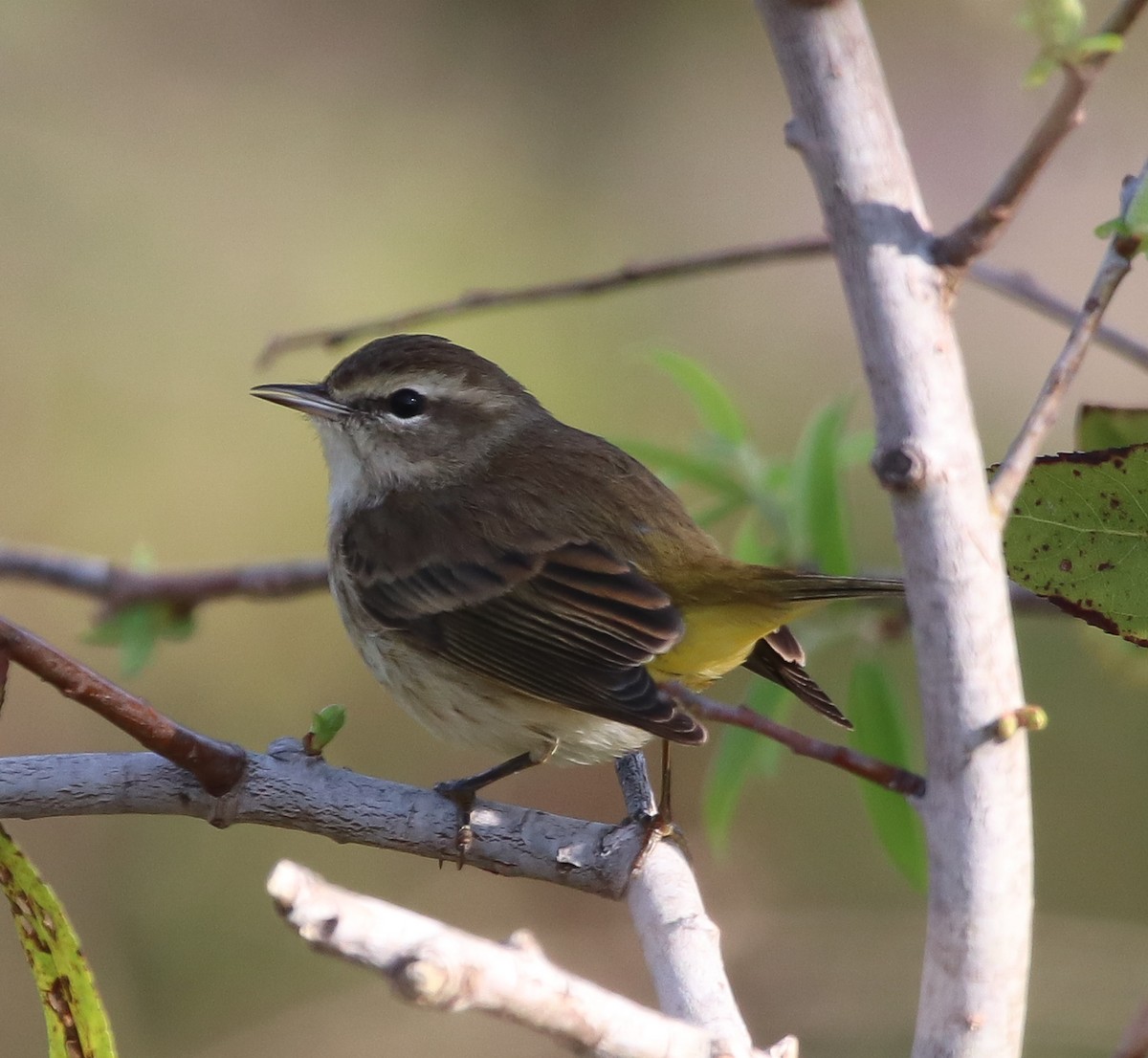 lesňáček bažinný - ML646368986
