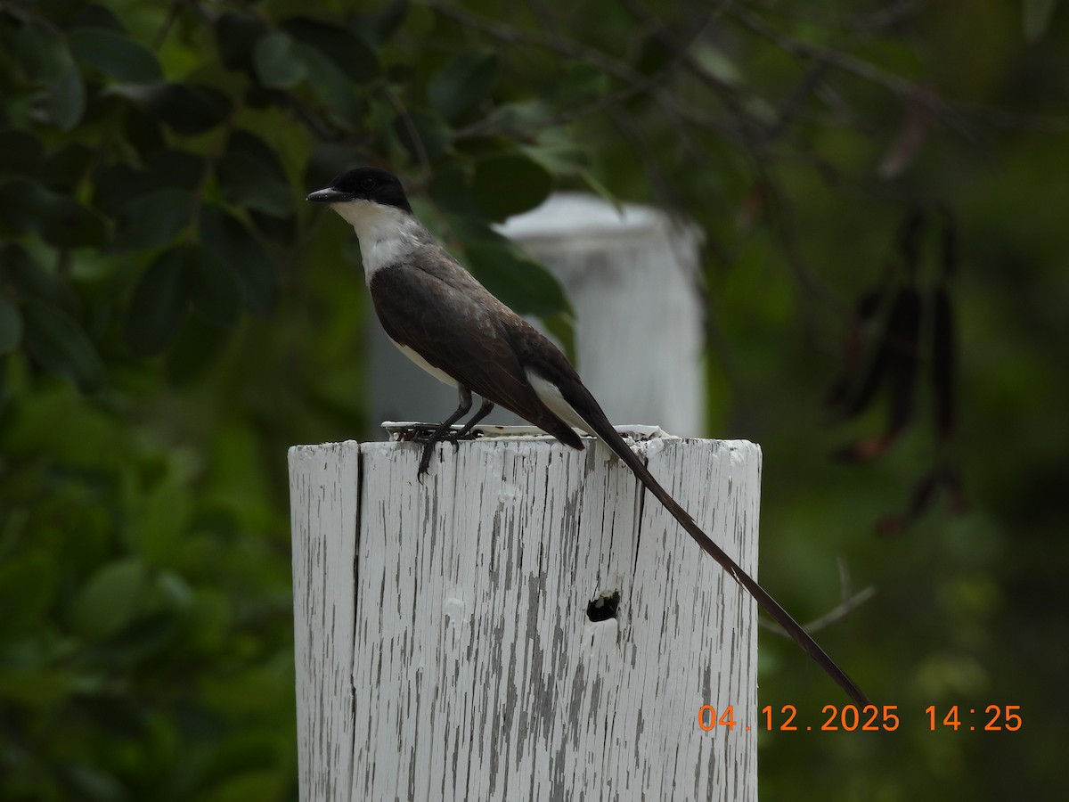 tyran savanový - ML646368987