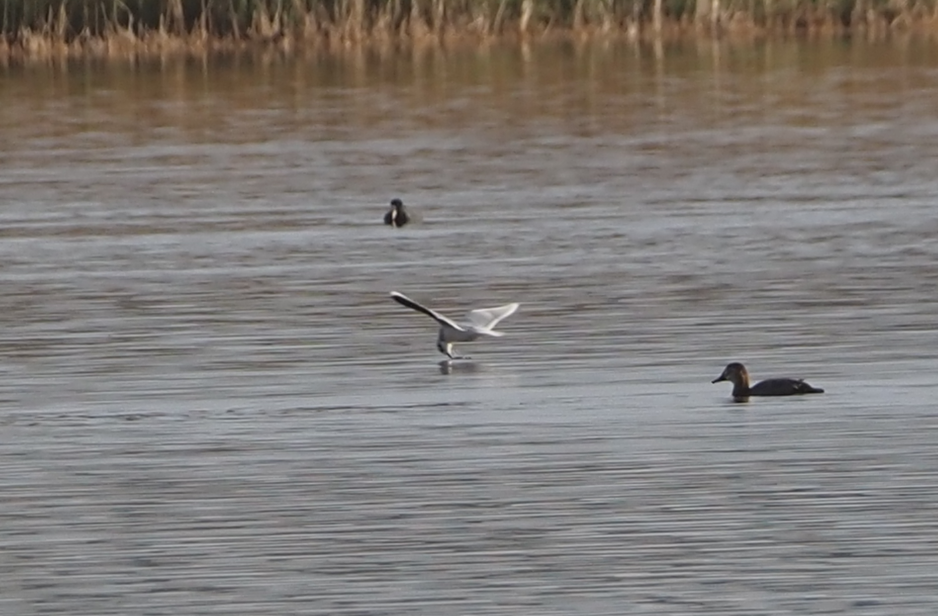 Little Gull - ML646368990