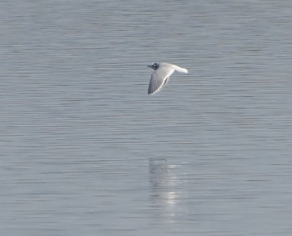 Little Gull - ML646368991