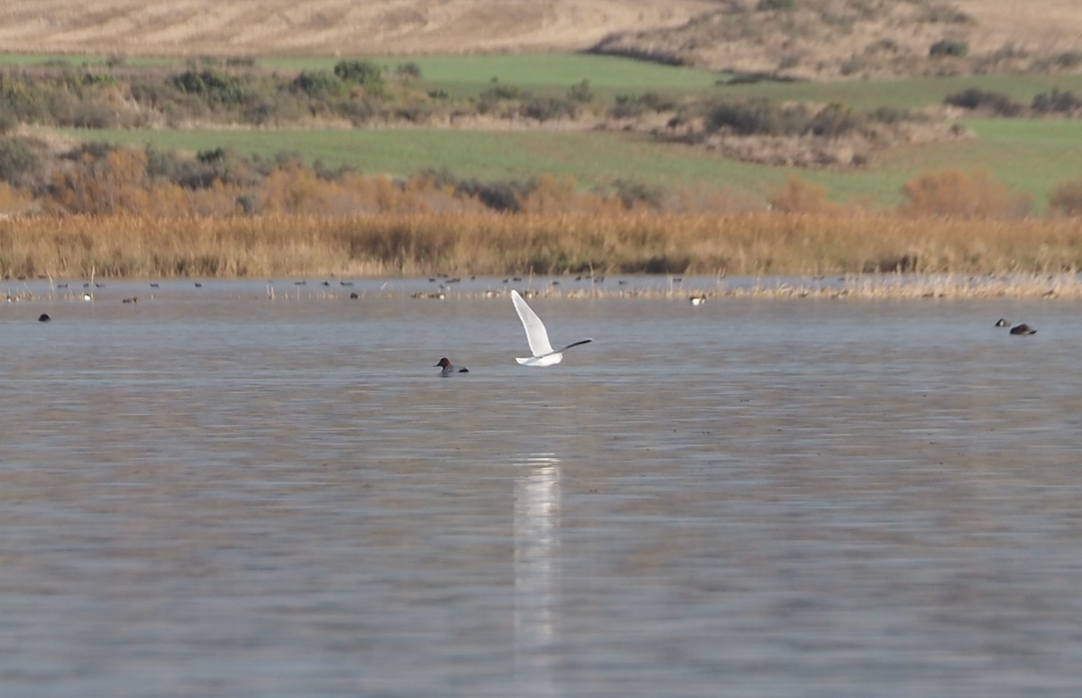 Little Gull - ML646368992