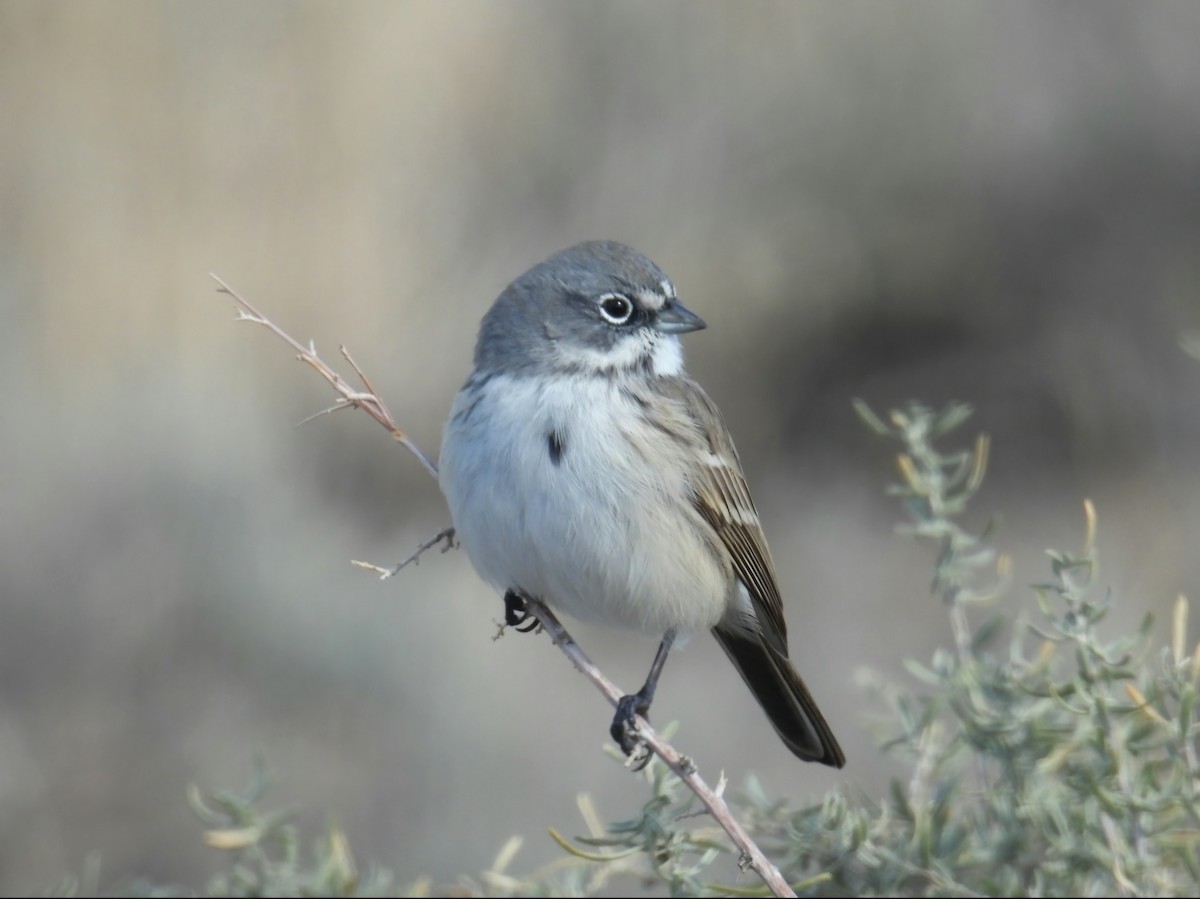Sagebrush Sparrow - ML646368993