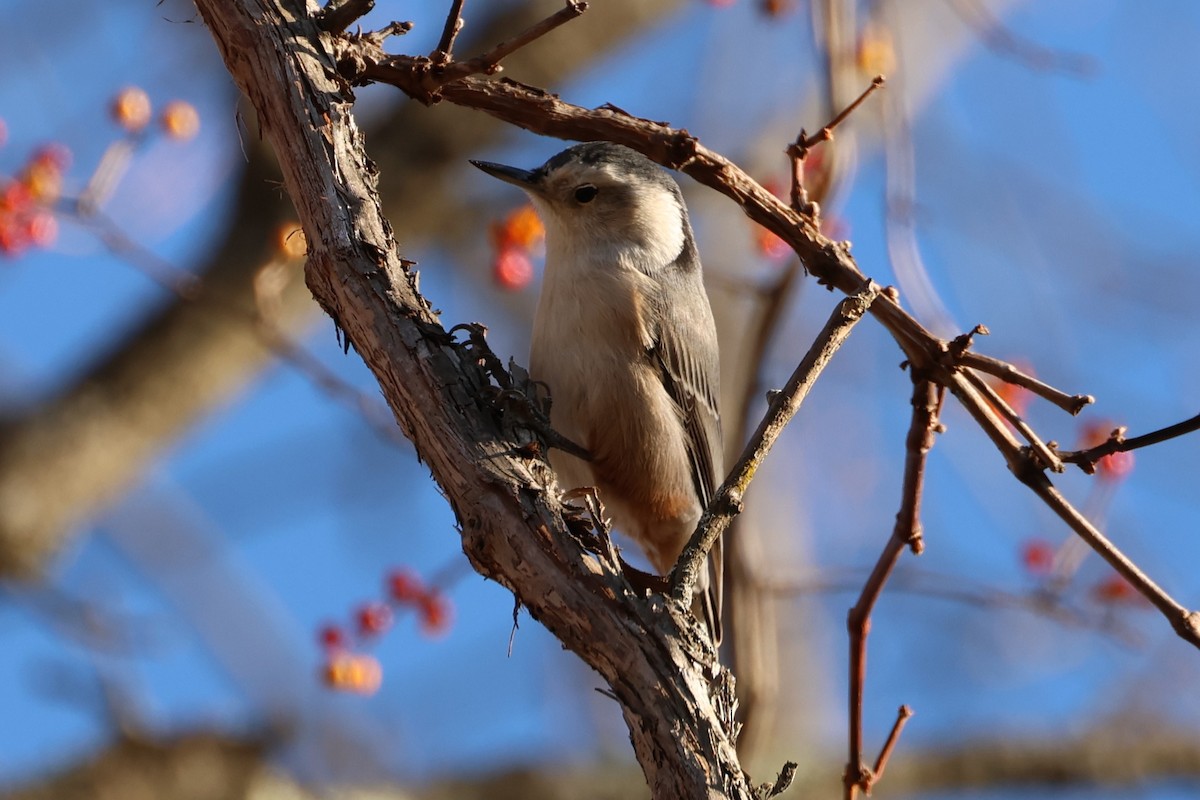 Sittelle à poitrine blanche - ML646368994