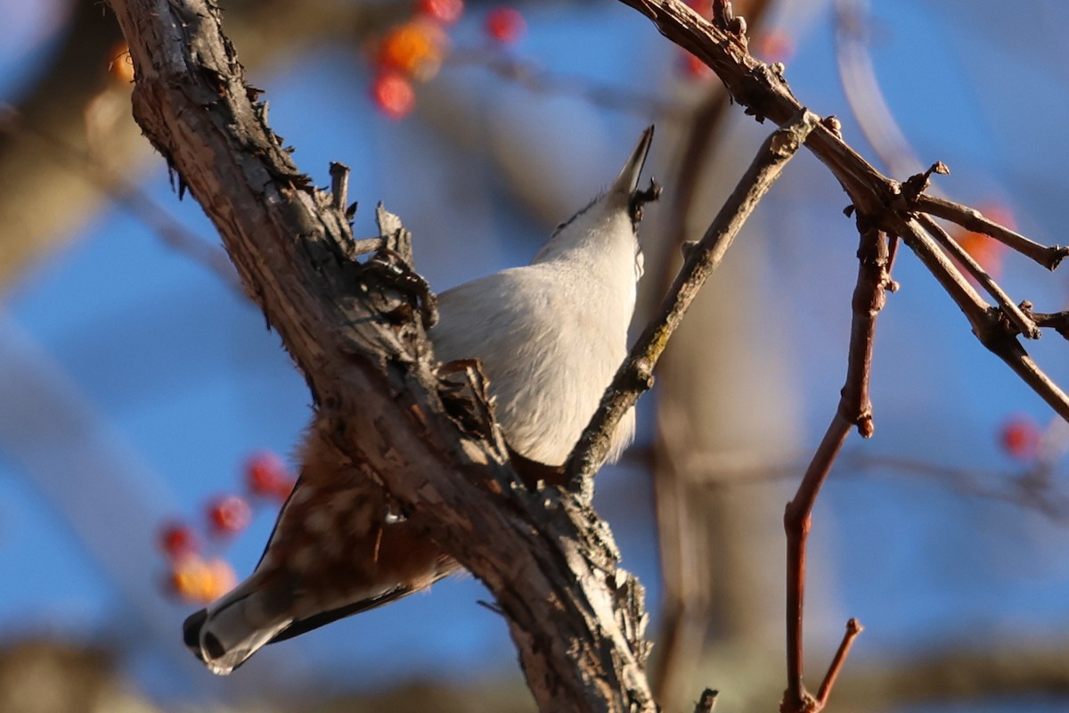 Sittelle à poitrine blanche - ML646368995