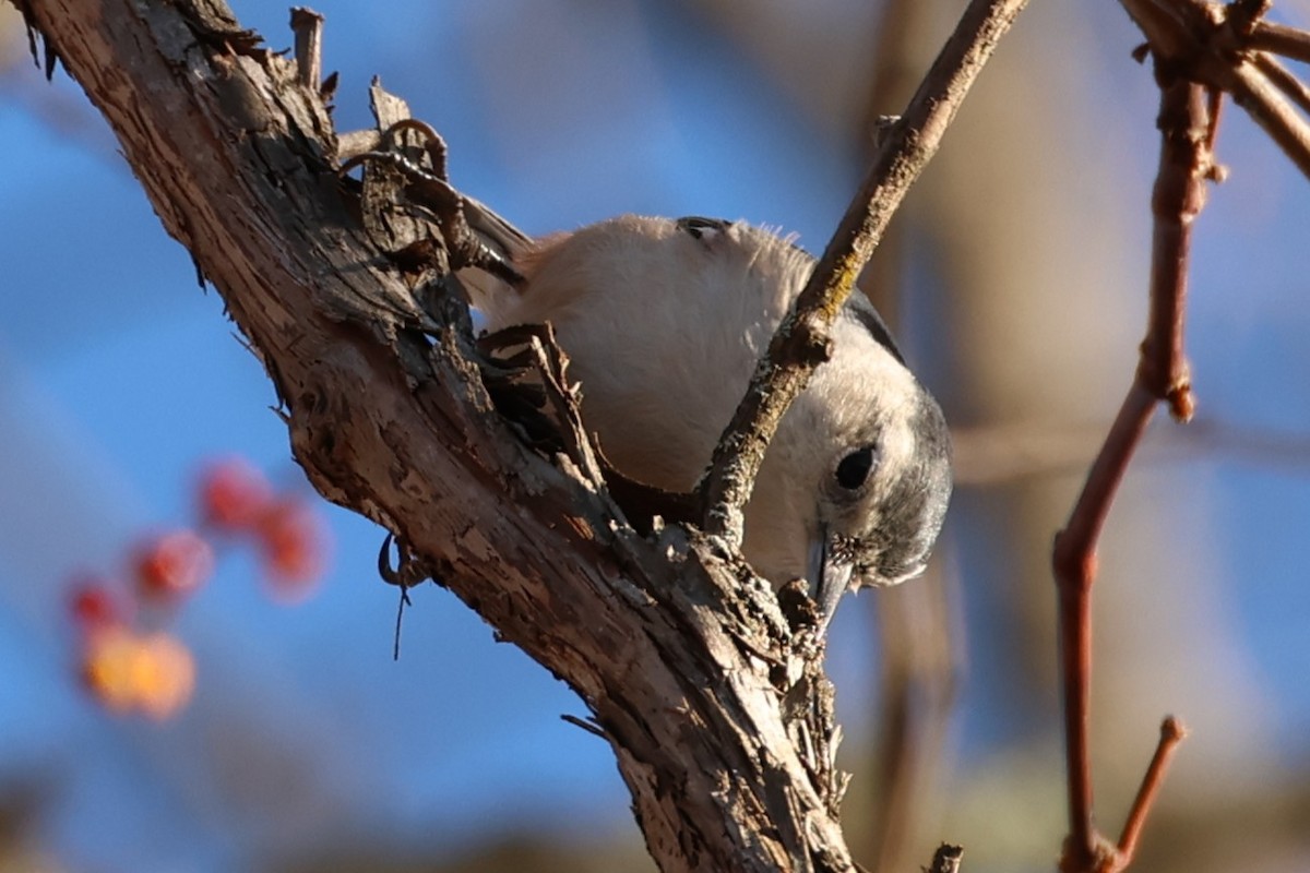 Sittelle à poitrine blanche - ML646368996