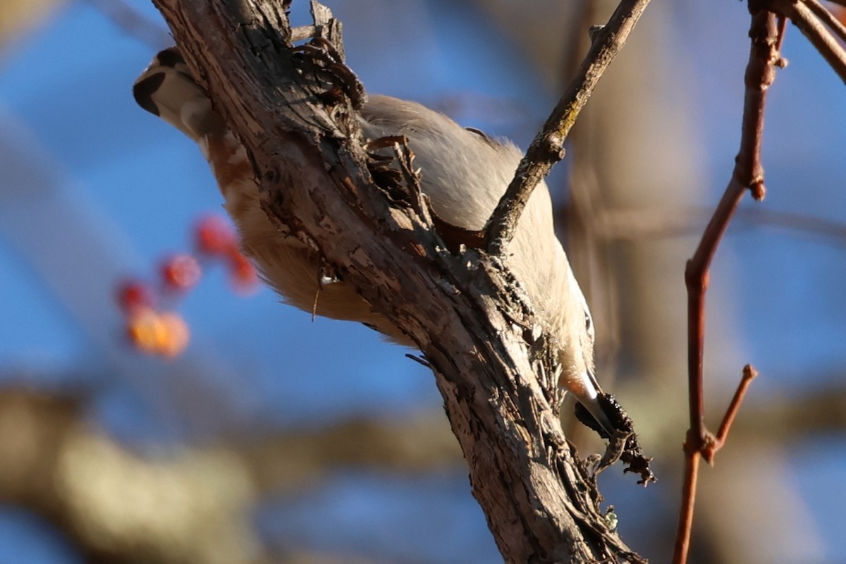 Sittelle à poitrine blanche - ML646368997