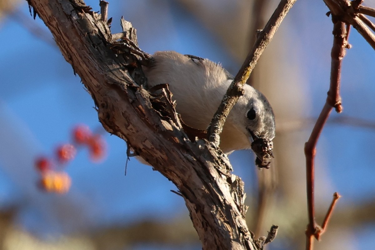 Sittelle à poitrine blanche - ML646368998