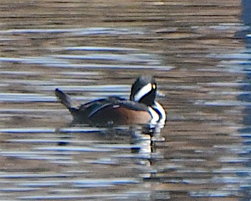 morčák chocholatý - ML646368999